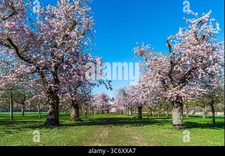 Blooming cherry trees in the castle park in Schwetzingen, Germany. At the end of the avenue is the pink mosque. Sunny spring day with blue sky. Stock Photo