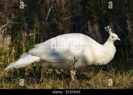 A striking white peacock stands on green grass in a natural garden setting with wooden structures and foliage in the background, captured in soft dayl Stock Photo