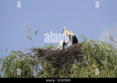 White stork (Ciconia ciconia) with chicks in the nest on a willow (Salix), North Rhine-Westphalia, Germany Stock Photo