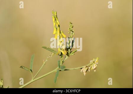 Sweet yellow clover or sweet melilot (Melilotus officinalis), inflorescence, North Rhine-Westphalia, Germany Stock Photo