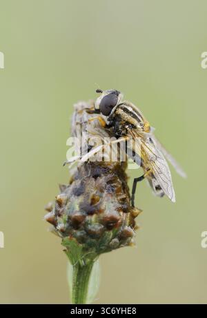 Large marsh hoverfly (Helophilus trivittatus), North Rhine-Westphalia, Germany Stock Photo