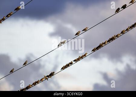 A flock of starlings (Sturnus vulgaris) sitting on a high-voltage power line, diagonal, evening sky, Diepholz, Lower Saxony, Germany Stock Photo