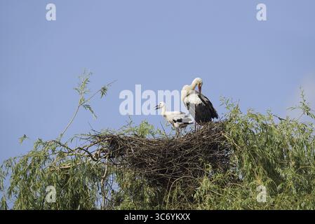 White stork (Ciconia ciconia) with chicks in the nest on a willow (Salix), North Rhine-Westphalia, Germany Stock Photo