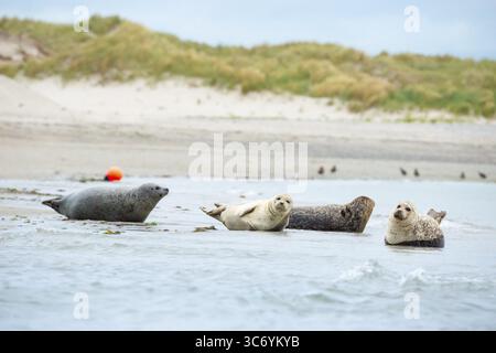 Several harbour seals (Phoca vitulina), seals, group, resting at low tide at the edge of the water, shore, sandy shore, wide sandy beach, small waves Stock Photo