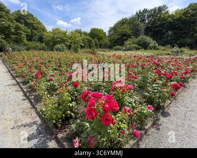 Flower bed with red bed rose (Rosaceae) red roses in rose garden of Grugapark, Essen, North Rhine-Westphalia, Germany Stock Photo