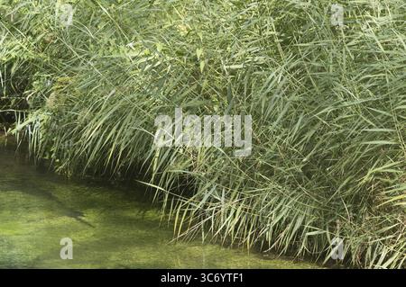 Giant reeds growing densely along the banks of a river, creating a natural and serene scene in the summertime Stock Photo