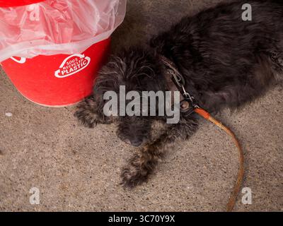 Cremona, Italy - July 28th 2025 Close up of a small black dog lying on a sandy ground next to a red bucket with a plastic bag sticking out of it Stock Photo