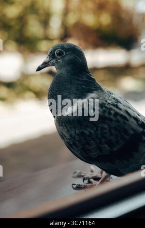 Detailed portrait of a pigeon, showcasing its intricate feathers and focused gaze. A close-up shot captures a grey pigeon with striking detail against Stock Photo