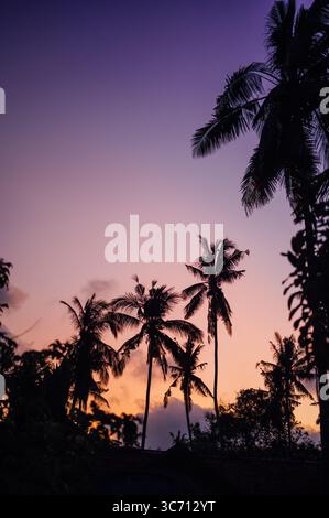 Palm Tree Silhouettes Against Purple and Orange Sky, Kuta Lombok Stock Photo