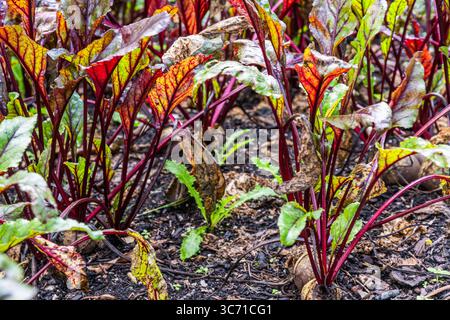 Young beetroot plants in a bed Stock Photo