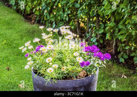 White daisies and purple asters blooming in large garden pot on grass with hedge in background. Sweden. Stock Photo
