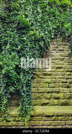 Old stone wall with ivy and moss as background. Banner and copy space for text or design Stock Photo
