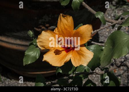Orange hibiscus flower in a botanical garden Stock Photo