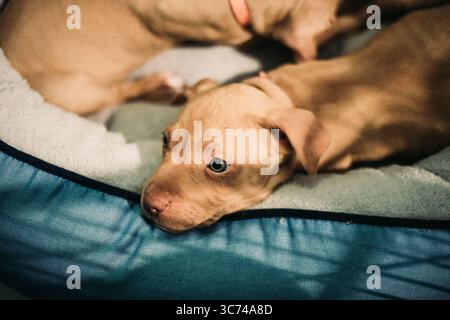 Light brown puppy resting on a soft blanket, looking to the side with a calm expression. Stock Photo