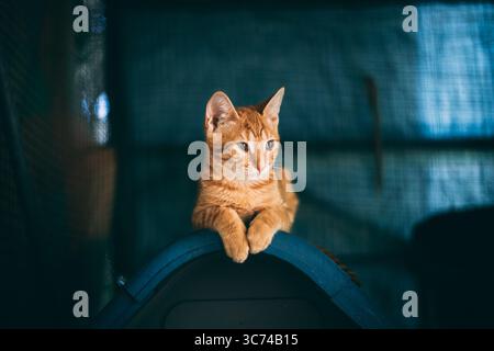 Playful orange tabby kitten lying on a soft blanket, looking up with bright, curious eyes in warm indoor light Stock Photo
