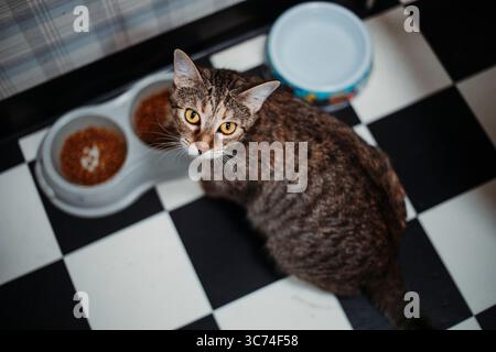 Tabby kitten resting on a blanket under warm light, gazing directly at the camera with bright, curious eyes. Stock Photo