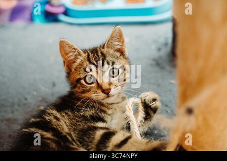 Playful tabby kitten lying on a wooden floor, gazing curiously at the camera in warm indoor light. Stock Photo