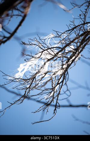 A flowy spiderweb on a tree branch silhouetted against a blue sky. Stock Photo