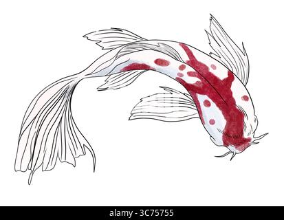 Graceful koi fish with long flowing fins and red markings, drawn in ink and watercolor style on white background. Ideal for tattoo design, minimalist Stock Photo