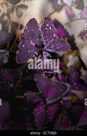 Water drops on purple petals Stock Photo