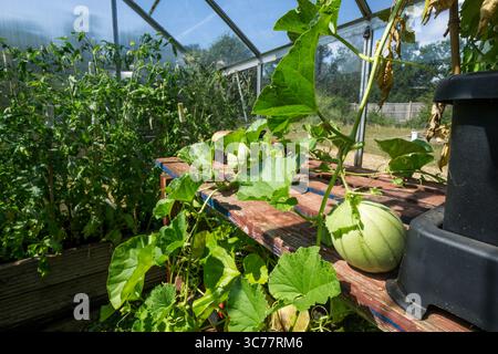 Homegrown Charentais melon, Cucumis melo, growing in a small greenhouse. Stock Photo
