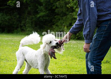 A man and his dog are playing. Stock Photo