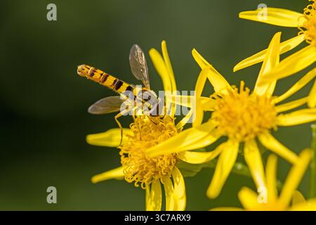close-up of a yellow and black long hoverfly on a yellow ragwort blossom Stock Photo