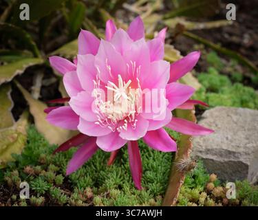 Pink epipyllum, Orchid Cactus in bloom Stock Photo