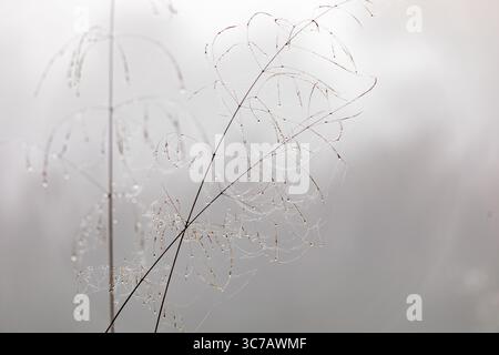 Delicate spider webs with morning dew glistening on fine grass stems against a soft, misty background in early autumn light. Stock Photo