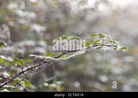 Fine spider webs glisten with dew on a thorn-covered branch and green leaves in a misty woodland, captured in soft morning light during autumn. Stock Photo