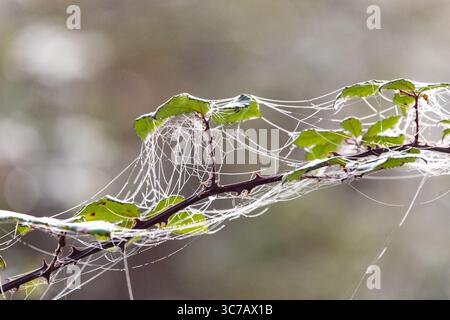 Spider webs glisten with moisture on a thorny branch and green leaves, captured in soft natural light on a misty autumn morning in the countryside. Stock Photo
