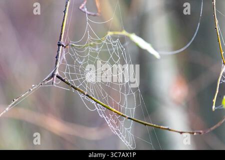A delicate spider web covered in morning dew glistens in soft natural light, suspended between branches in a quiet woodland setting during autumn. Stock Photo