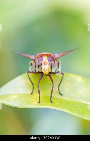 close-up of the head of a hornet mimic hoverfly on a green leaf Stock Photo