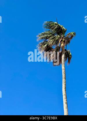 Tall palm tree swaying in the wind under a clear blue sky in the Azores islands, Portugal. Stock Photo
