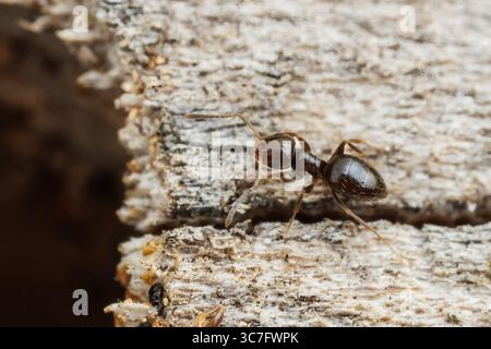 Dark Rover Ant A Dark Rover Ant (Brachymyrmex patagonicus) worker helps move larvae ...
