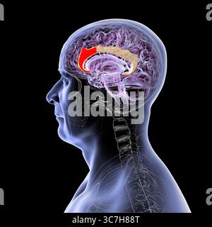 Illustration of an anterior cingulate cortex (red) in a human brain mid ...