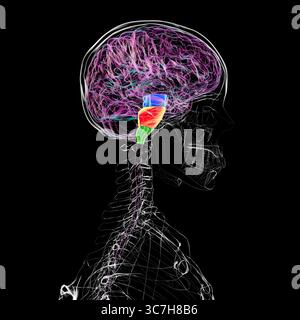 Illustration of the brainstem highlighted in the human brain with the midbrain (blue), pons (orange), and medulla oblongata (green). Stock Photo