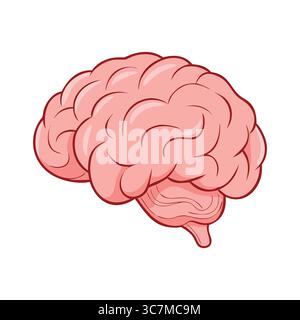 Detailed illustration of the human brain anatomy Stock Vector Image ...