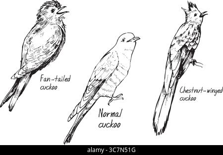Types of cuckoo ink drawings: fan-tailed, natural, chesnut-winged. Summer migratory, blood parasite bird vector drawings set. Simple textured sketches Stock Vector