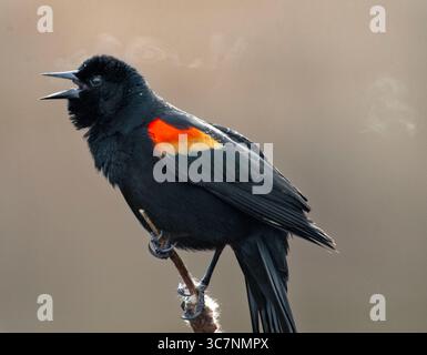 February 11, 2021, Sutherlin, Oregon, USA: A male red-winged blackbird belts out his song with steam perched on a cattail reed in a swampy area near Sutherlin in southwestern Oregon. Male red-winged blackbirds spend much of the breeding season sitting on a high perch over their territories and singing their hearts out. (Credit Image: © Robin Loznak/ZUMA Wire) Stock Photo