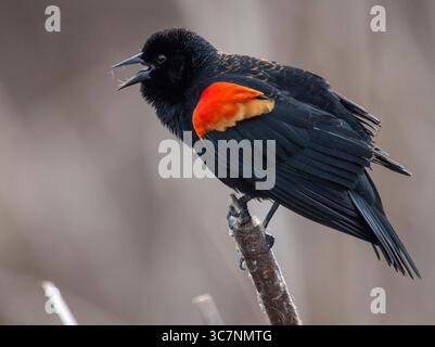 February 11, 2021, SUTHERLIN, OREGON, U.S.A: A male red-winged blackbird belts out his song while perched on a cattail reed in a swampy area near Sutherlin in southwestern Oregon. Male red-winged blackbirds spend much of the breeding season sitting on a high perch over their territories and singing their hearts out. (Credit Image: © Robin Loznak/ZUMA Wire) Stock Photo