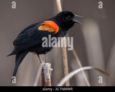 February 11, 2021, SUTHERLIN, OREGON, U.S.A: A male red-winged blackbird belts out his song while perched on a cattail reed in a swampy area near Sutherlin in southwestern Oregon. Male red-winged blackbirds spend much of the breeding season sitting on a high perch over their territories and singing their hearts out. (Credit Image: © Robin Loznak/ZUMA Wire) Stock Photo