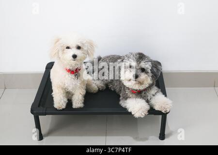 Side-by-side capture of an Apricot Toy Poodle sitting upright while the Silver Phantom Toy Poodle lies beside it on a black elevated dog bed. Stock Photo