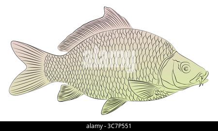 The sketch of a colored sea carp. Stock Vector