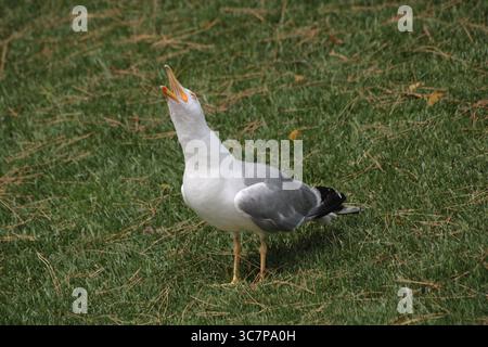 Screaming seagull Stock Photo