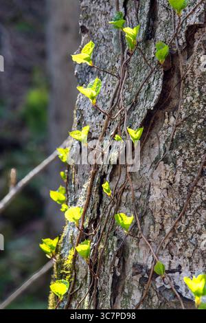 Close-up of a tree trunk with Hydrangea petiolaris or climbing hydrangea plant against the brown bark and backlit by the spring sun in Oirase Gorge, J Stock Photo