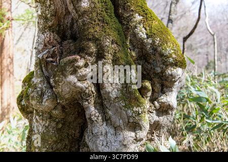 Close-up of a tree trunk with a large burl, burr or growth and green moss in Oirase Gorge, Japan, with the background out of focus Stock Photo