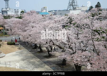 High angle view over Towada City Central Park, Japan, lined with blossoming cherry trees (sakura) during the annual Towada City Spring Festival Stock Photo