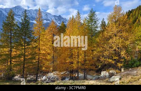 Golden yellow larches in the Swiss Alps with a view of snowy mountains near Saas-Fee in Valais, Switzerland Stock Photo