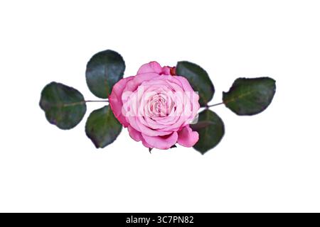 Top view of single pink rose flower on white background Stock Photo